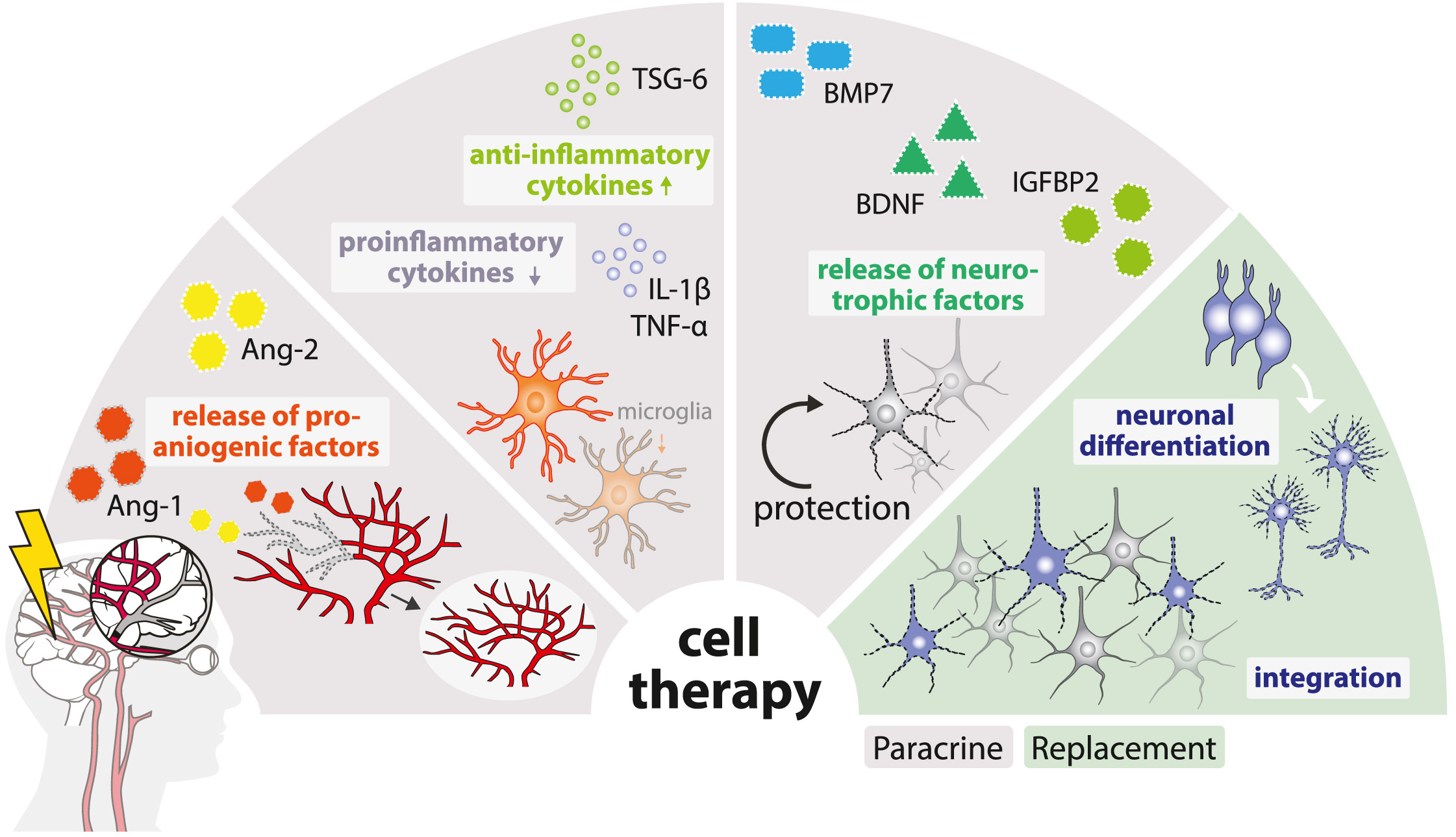 圖1：缺血性中風的病理生理涉及神經元變性、細胞凋亡增加、星形膠質細胞和小膠質細胞的激活以及血管重塑。細胞療法可通過多種旁分泌機制或直接細胞替換來逆轉這些過程。