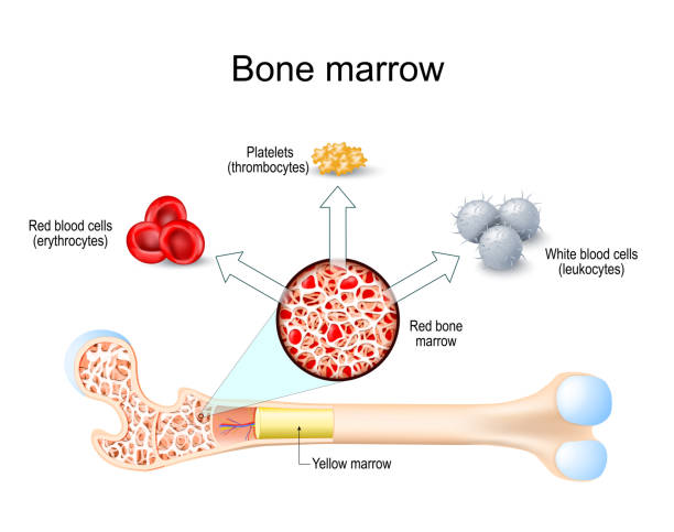 骨髓來源的單個核細胞