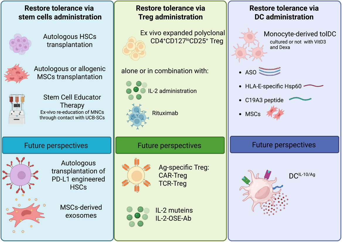圖1：為恢復1型糖尿?。═1D）耐受性而提出的過繼細胞治療策略示意圖。