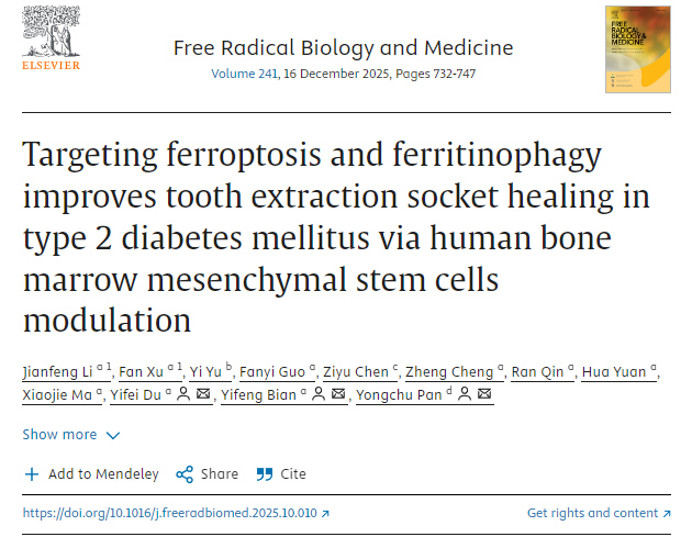 通過調控人骨髓間充質干細胞，靶向鐵死亡和鐵蛋白自噬可改善2型糖尿病患者拔牙窩的愈合。
