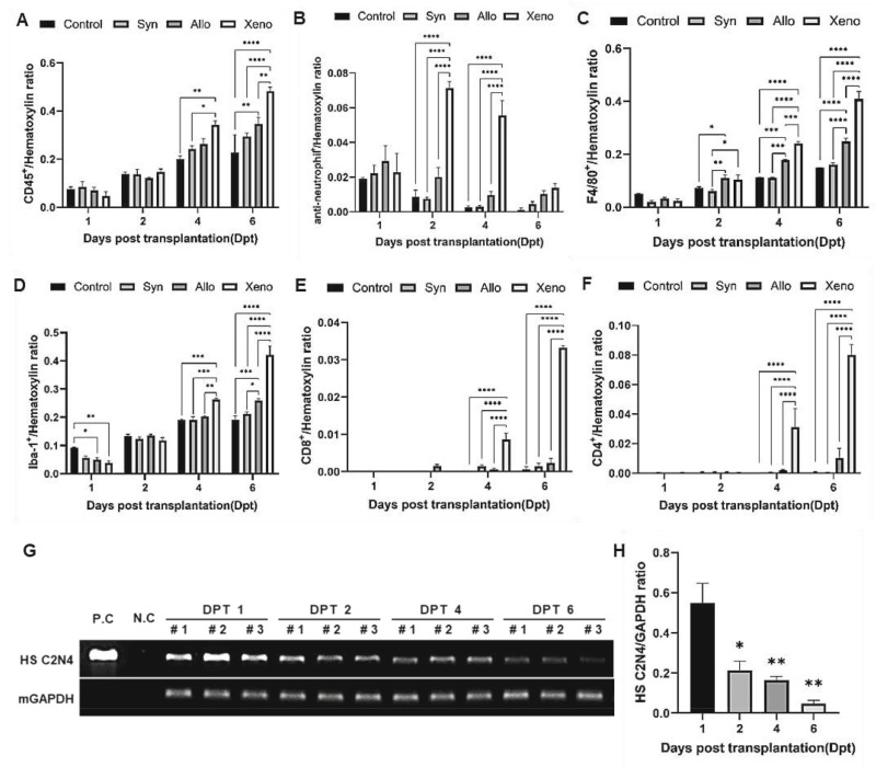 圖2:移植的異種NSC在免疫功能正常的C57BL/6小鼠紋狀體中的免疫應(yīng)答和持久性。 圖2:移植的異種NSC在免疫功能正常的C57BL/6小鼠紋狀體中的免疫應(yīng)答和持久性。