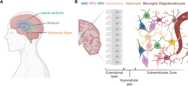 圖2：人類SVZ示意圖