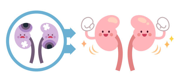 干細胞療法能讓腎臟再生嗎？科學真相與臨床進展