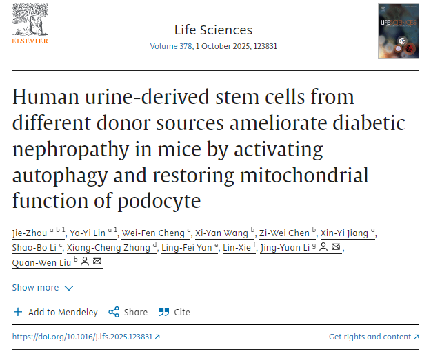 不同供體來(lái)源的人尿干細(xì)胞通過(guò)激活自噬和恢復(fù)足細(xì)胞線粒體功能改善小鼠糖尿病腎病