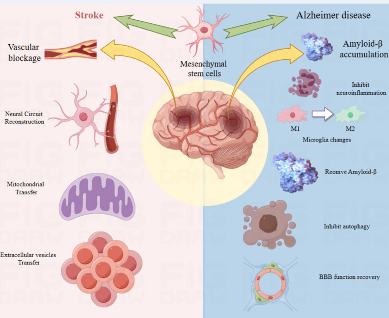 圖4：該圖說明了間充質干細胞在神經發生中的作用機制。