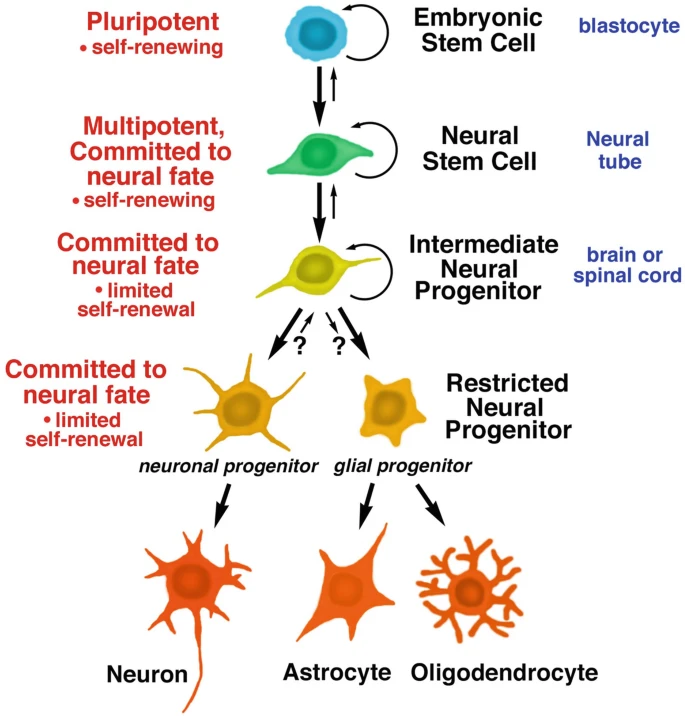圖1:胚胎干細胞和神經干細胞的發育階段。所有干細胞都具有分裂和自我更新的能力;子細胞可以分化成特定的譜系,包括神經干細胞、神經祖細胞,進而分化成神經元和神經膠質細胞。 圖1:胚胎干細胞和神經干細胞的發育階段。所有干細胞都具有分裂和自我更新的能力;子細胞可以分化成特定的譜系,包括神經干細胞、神經祖細胞,進而分化成神經元和神經膠質細胞。