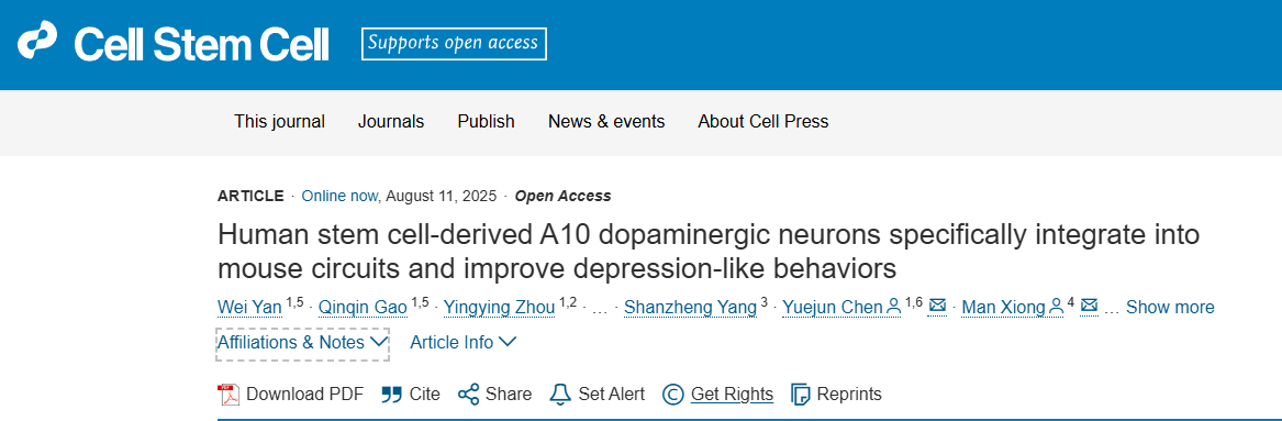 靶向修復(fù)大腦：移植人類干細(xì)胞衍生的A10神經(jīng)元，為治療抑郁癥提供新策略