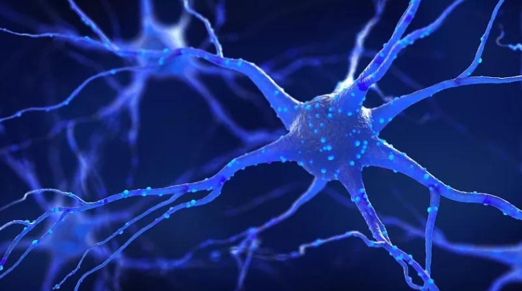 神經(jīng)干細胞療法 神經(jīng)干細胞療法