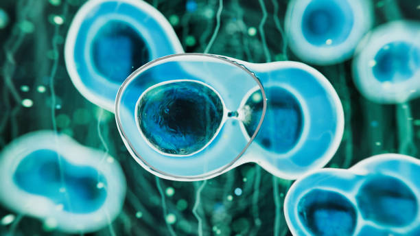 什么是干細(xì)胞療法治療腦癱？