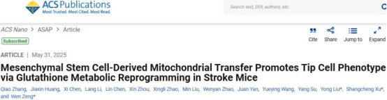 間充質(zhì)干細胞來源的線粒體轉(zhuǎn)移通過谷胱甘肽代謝重編程促進中風小鼠尖端細胞表型