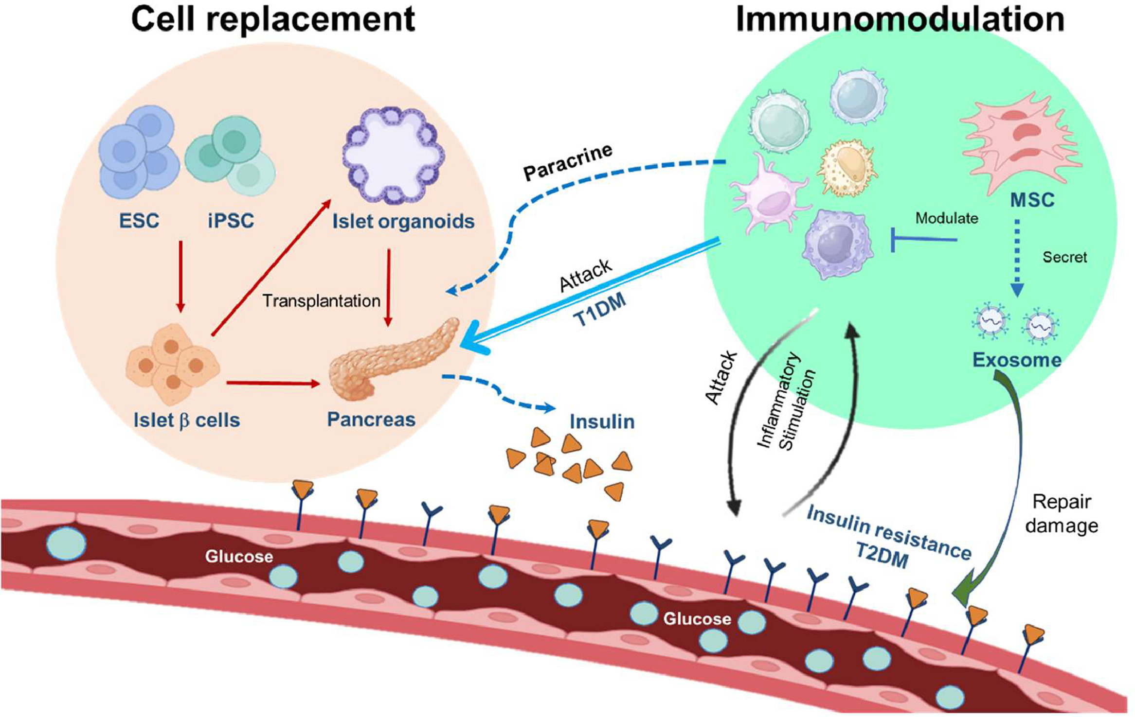 圖2.干細胞治療糖尿病的機制。