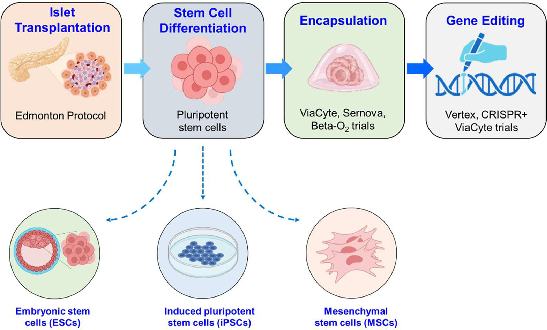 圖 1.基于干細胞的糖尿病療法的發展歷程。